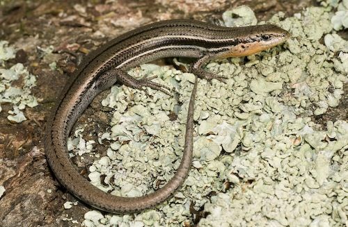 eastern three-lined skink (Acritoscincus duperreyi)