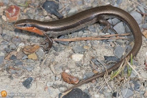red-throated skink (Acritoscincus platynotum)
