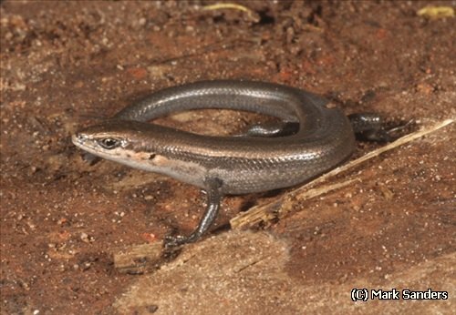 western three-lined skink (Acritoscincus trilineatus)