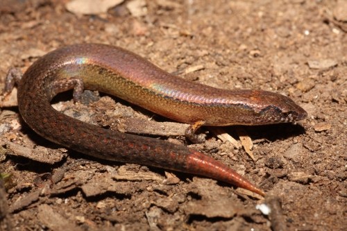 highlands forest-skink (Anepischetosia maccoyi)