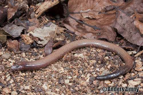 short-necked worm-skink (Anomalopus brevicollis)