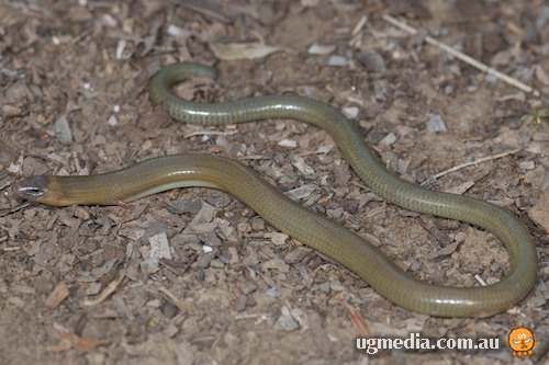 two-clawed worm-skink (Anomalopus leuckartii)