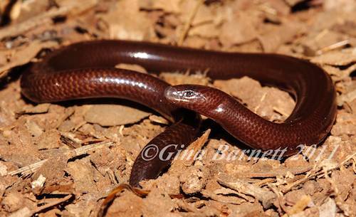 Cape York worm-skink (Anomalopus pluto)