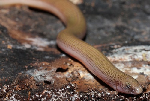 punctate worm-skink (Anomalopus swansoni)