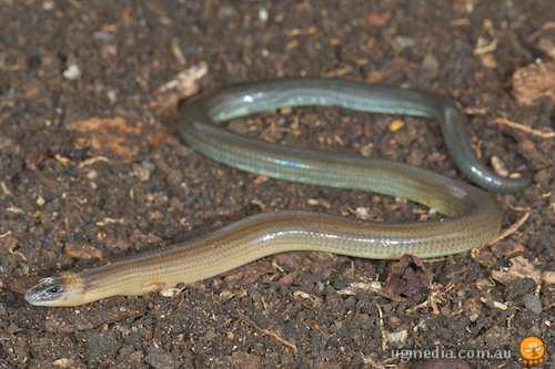 three-clawed worm-skink (Anomalopus verreauxii)