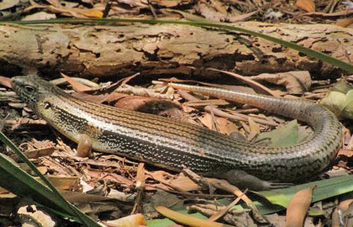 major skink (Bellatorias frerei)