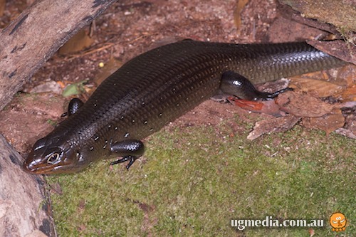 land mullet (Bellatorias major)
