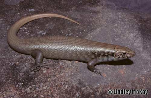 Arnhem Land skink (Bellatorias obiri)