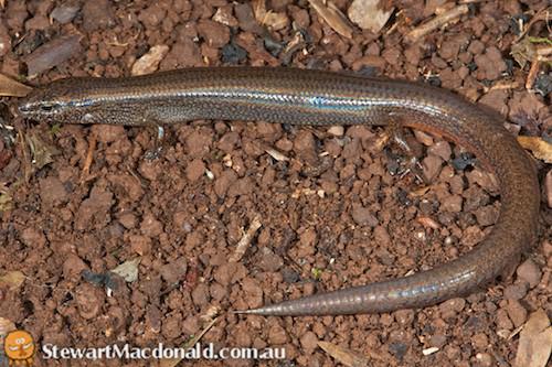 scute-snouted calyptotis (Calyptotis scutirostrum)