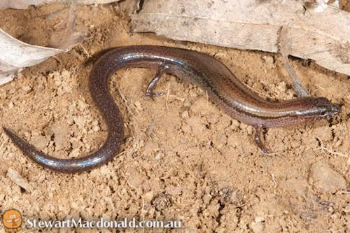 broad-templed calyptotis (Calyptotis temporalis)