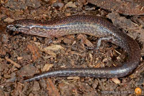 Thornton Peak calyptotis (Calyptotis thorntonensis)