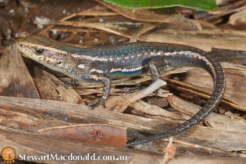 northern red-throated rainbow-skink (Carlia crypta)