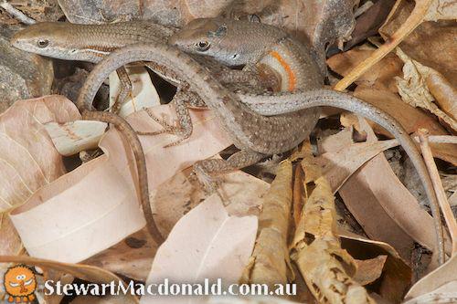 elegant rainbow-skink (Carlia decora)
