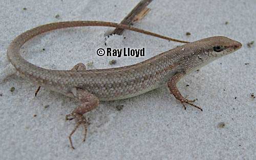 sandy rainbow-skink (Carlia dogare)