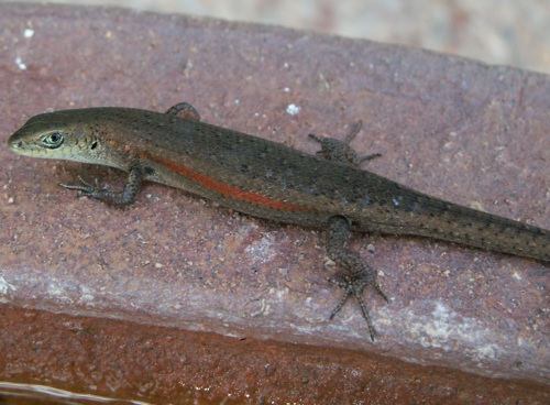 slender rainbow-skink (Carlia gracilis)
