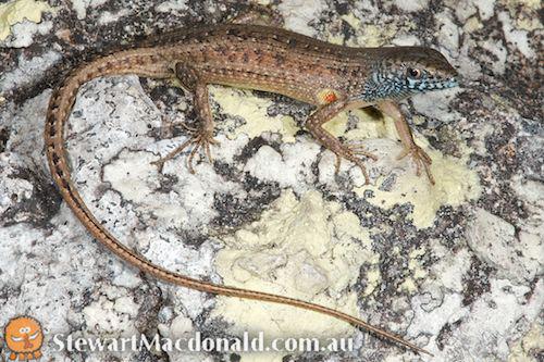 Whitsunday rainbow-skink (Carlia inconnexa)