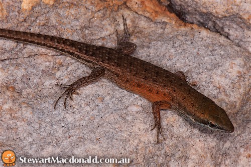Monsoonal three-keeled rainbow-skink (Carlia isostriacantha)