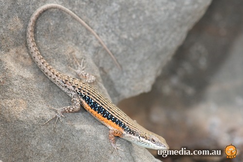 lined rainbow-skink (Carlia jarnoldae)