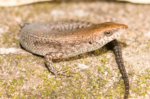 rough brown rainbow-skink (Carlia johnstonei)