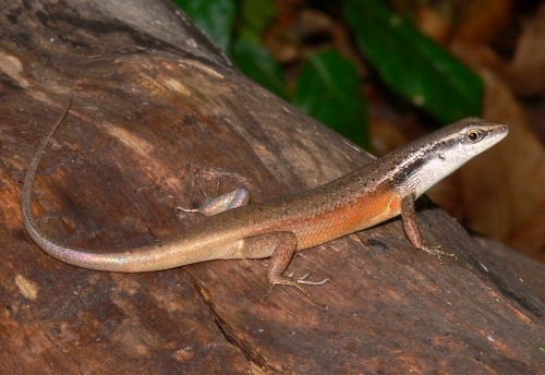 closed-litter rainbow-skink (Carlia longipes)