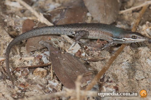 shaded-litter rainbow-skink (Carlia munda)