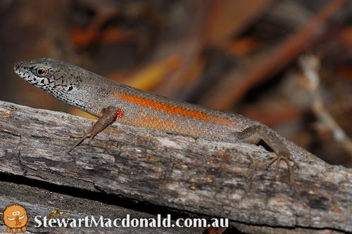 open-litter rainbow-skink (Carlia pectoralis)
