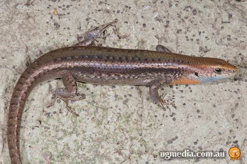 blue-throated rainbow-skink (Carlia rhomboidalis)