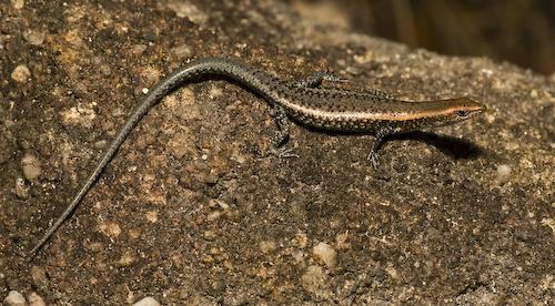 crevice rainbow-skink (Carlia rimula)