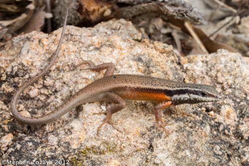 black-throated rainbow-skink (Carlia rostralis)