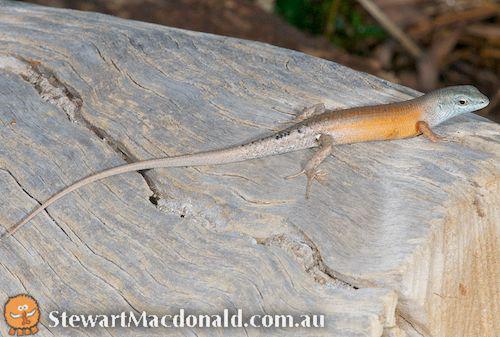 orange-flanked rainbow-skink (Carlia rubigo)