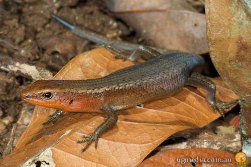 southern red-throated rainbow-skink (Carlia rubrigularis)