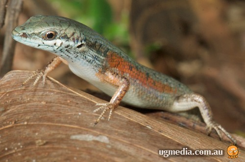 red-sided rainbow-skink (Carlia rufilatus)
