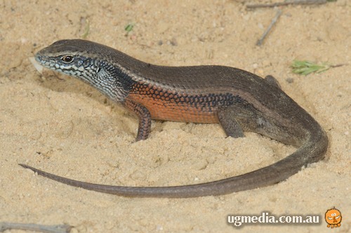 robust rainbow-skink (Carlia schmeltzii)
