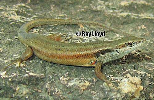 six-toothed rainbow-skink (Carlia sexdentata)