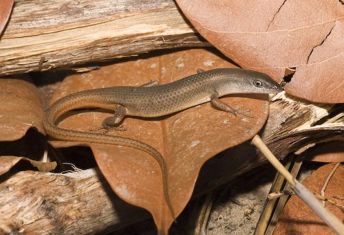 brown bicarinate rainbow-skink (Carlia storri)