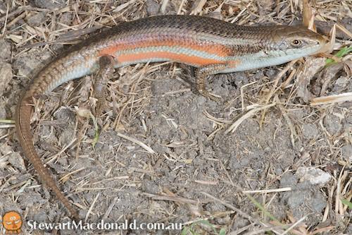 southern rainbow-skink (Carlia tetradactyla)