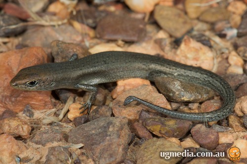 desert rainbow-skink (Carlia triacantha)