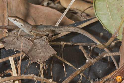 lively rainbow-skink (Carlia vivax)
