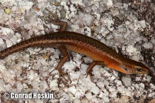 Cape Melville Rainbow Skink (Carlia wundalthini)