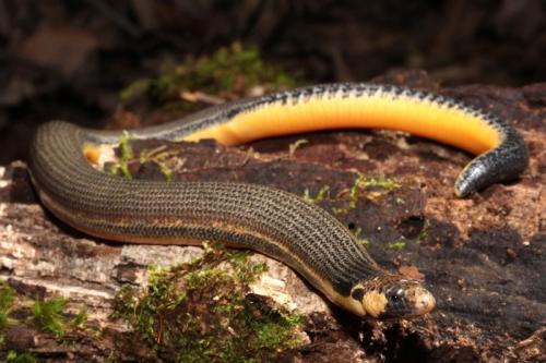 limbless snake-tooth skink (Coeranoscincus frontalis)