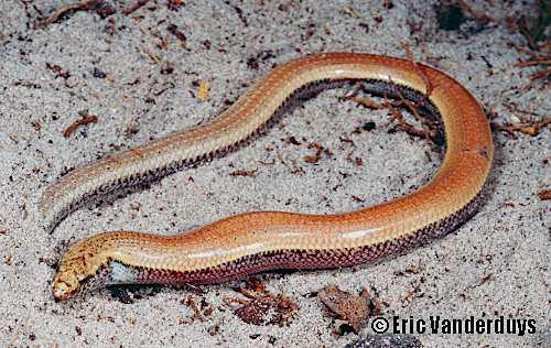 satinay sand skink (Coggeria naufragus)