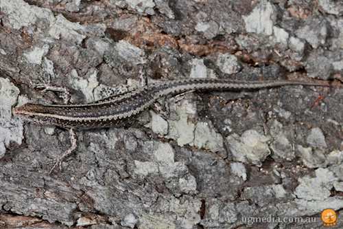 Adams' snake-eyed skink (Cryptoblepharus adamsi)