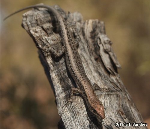Inland snake-eyed skink (Cryptoblepharus australis)