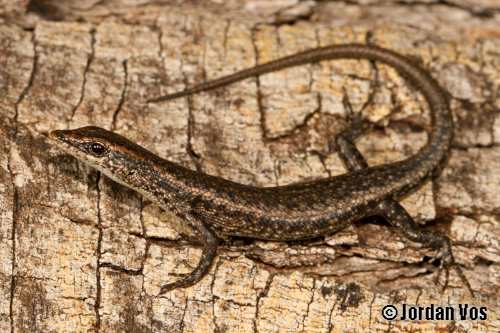 Buchanan's snake-eyed skink (Cryptoblepharus buchananii)