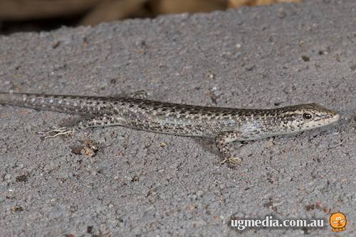 Swanson's snake-eyed skink (Cryptoblepharus cygnatus)