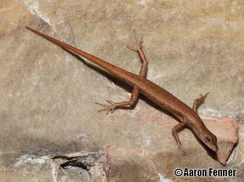 dappled snake-eyed skink (Cryptoblepharus daedalos)