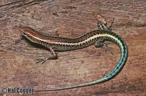 blue-tailed snake-eyed skink (Cryptoblepharus egeriae)
