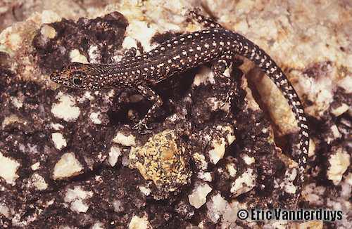 Fuhn's snake-eyed skink (Cryptoblepharus fuhni)