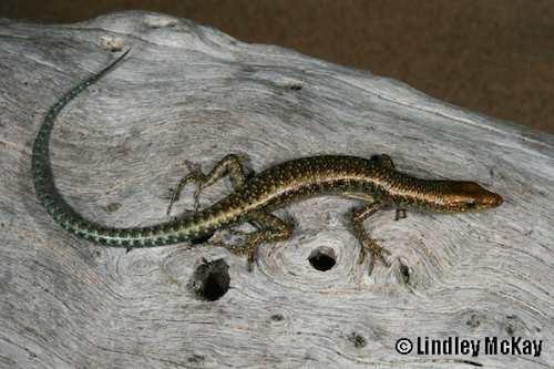 Arafura snake-eyed skink (Cryptoblepharus gurrmul)
