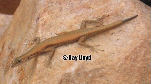 Juno's snake-eyed skink (Cryptoblepharus juno)
